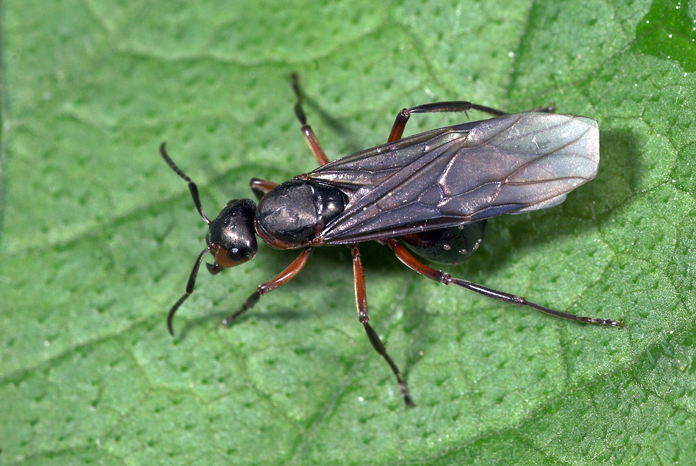 Geflügelte Ameise Foto & Bild | tiere, wildlife, insekten Bilder auf