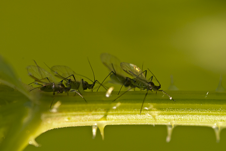 geflügelte Blattläuse, vor Junferflug?