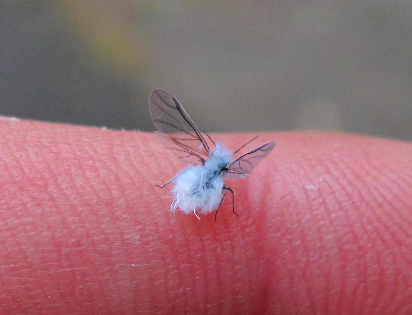 Geflügelte Imago der Wolligen Buchenblattlaus Phyllaphis fagi. 