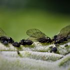 Geflügelte schwarze Blattläuse