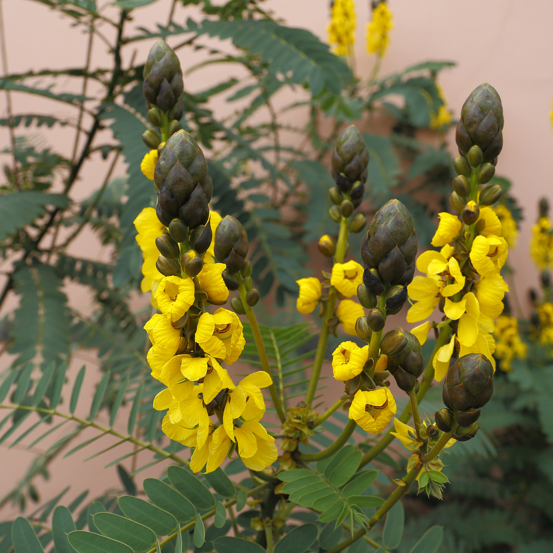 Geflügelte Senna ( Senna didymobotrya ) - Blumenpracht in Gran Canaria