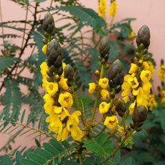 Geflügelte Senna ( Senna didymobotrya ) - Blumenpracht in Gran Canaria