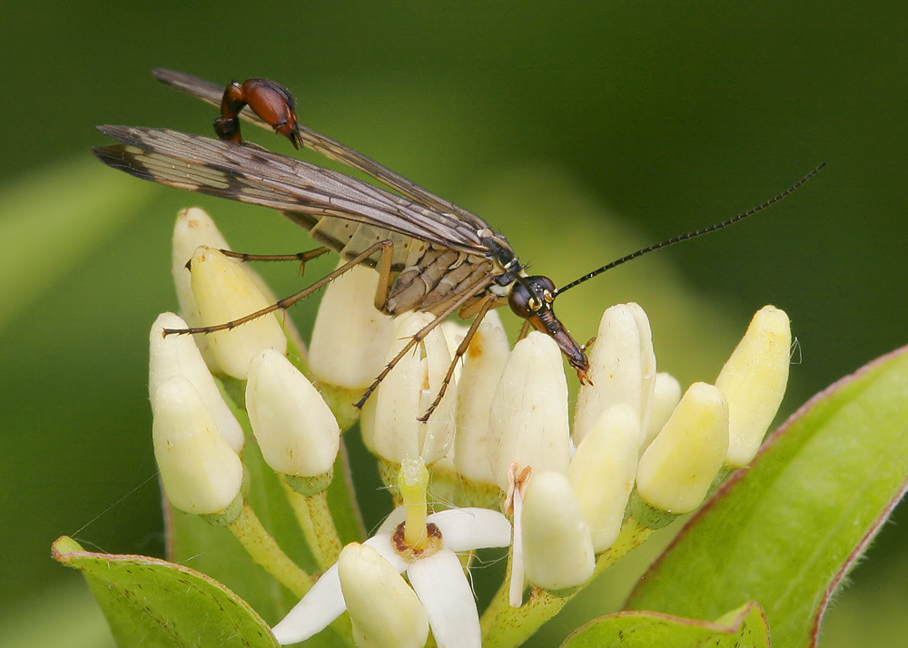 « Geflügelter Skorpion »