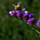 Geflügelter Strandflieder - Limonium sinuatum