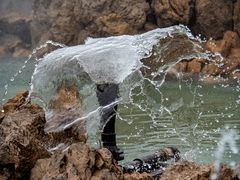 "geflügelter wasservierbeiner"...