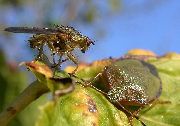 Geflügeltes Stelldichein am Blattrand