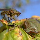 Geflügeltes Stelldichein am Blattrand