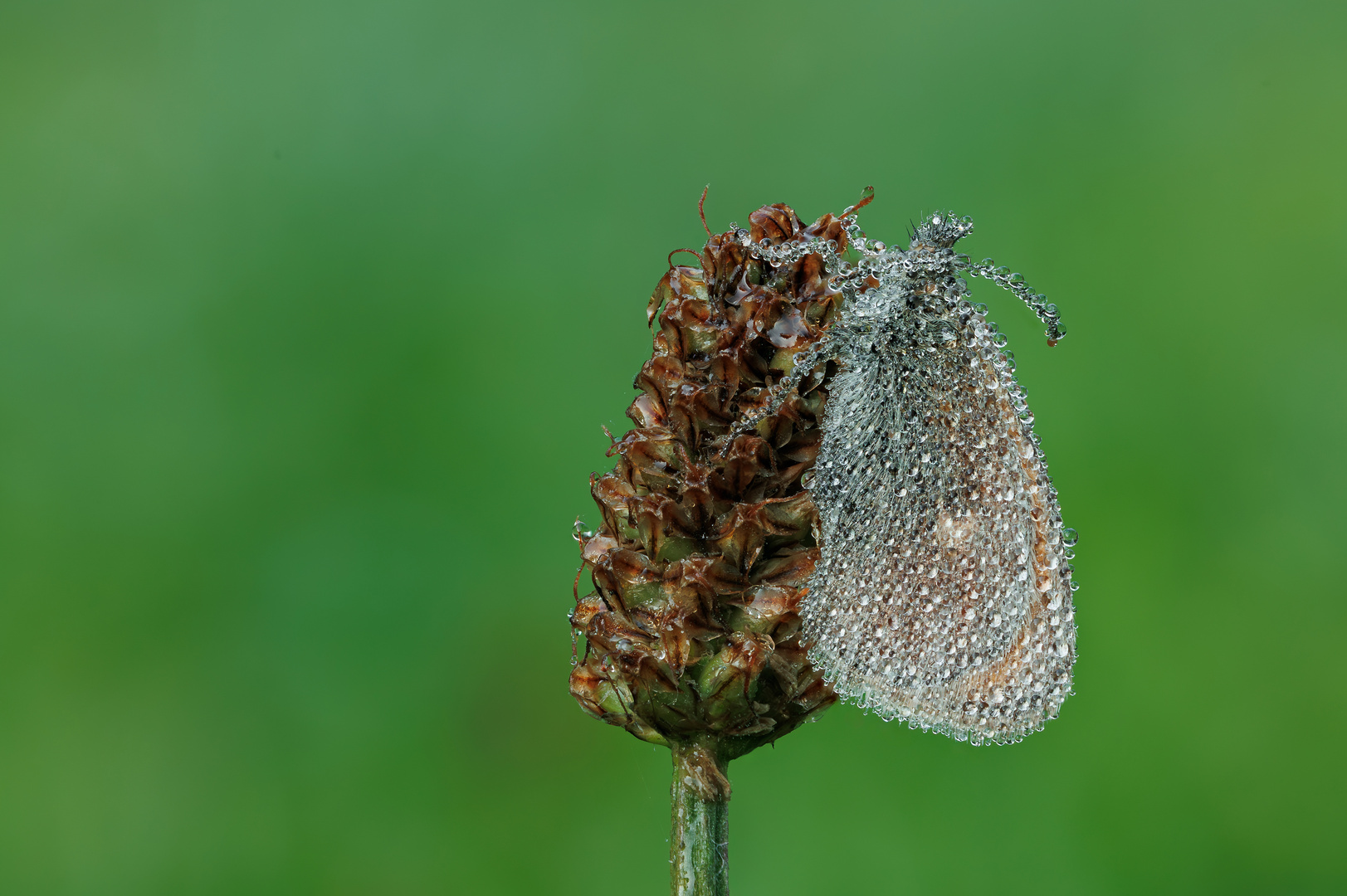 geformt aus Tautropfen