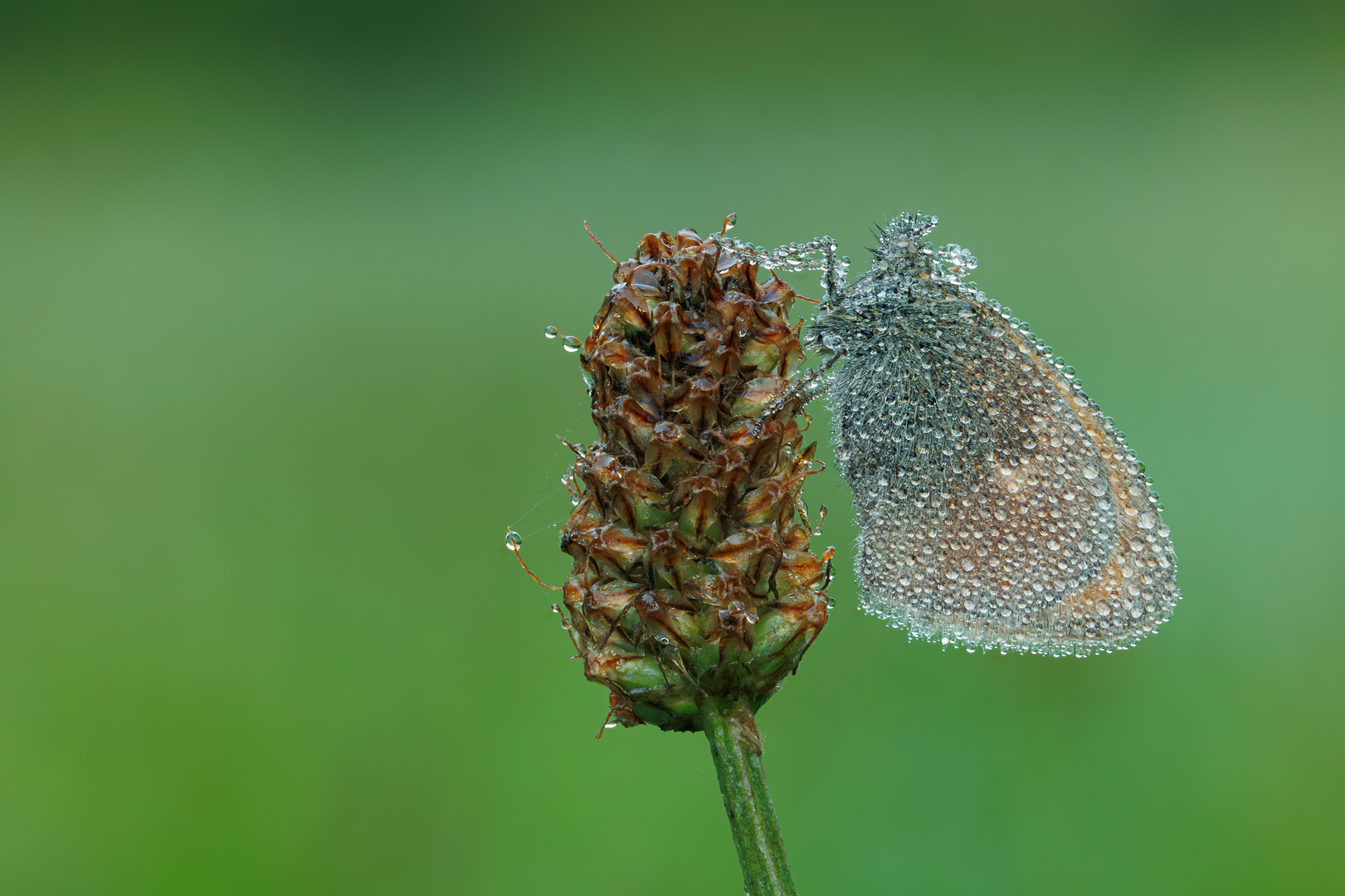 geformt aus Tautropfen