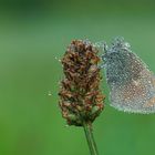 geformt aus Tautropfen