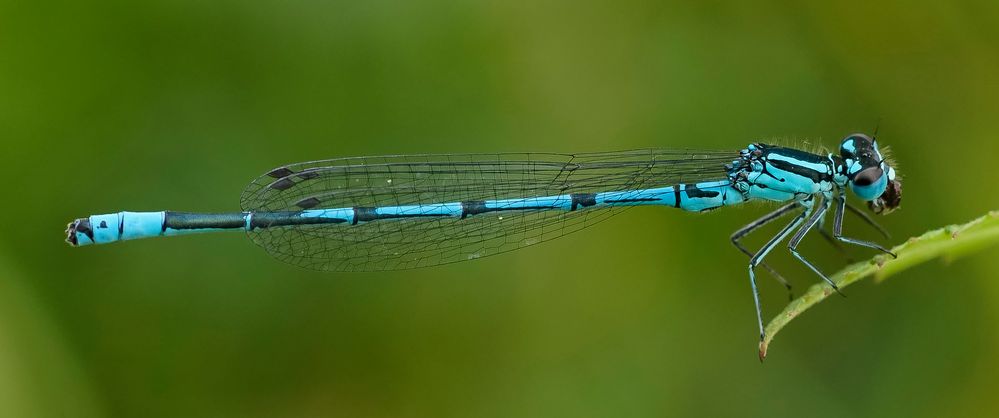 gefrässige Libelle