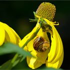 GEFRÄSSIGE SCHNECKE