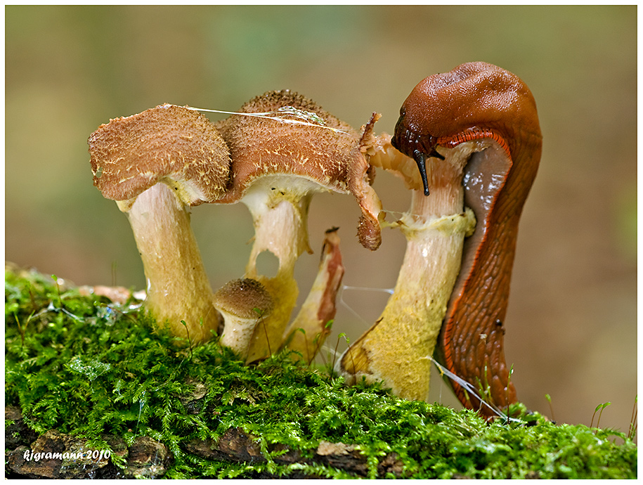 gefrässige schnecke.....