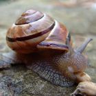 gefräßige Schnecke