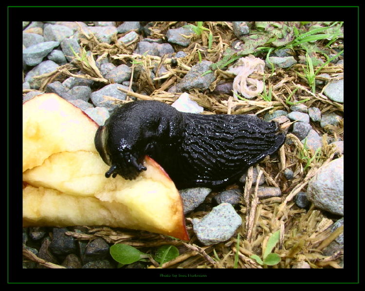 gefräßige Schnecke