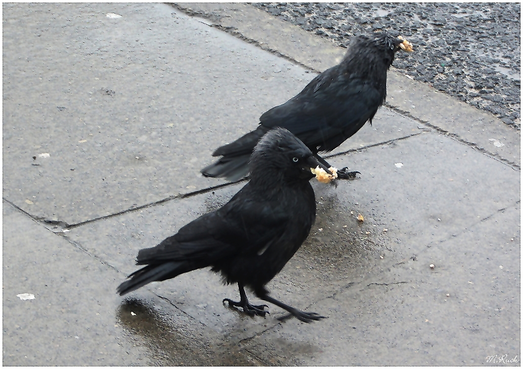 Gefräßige schwarze Vögel 