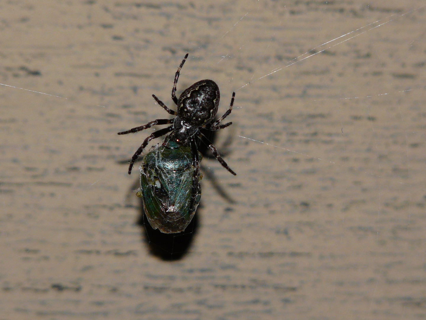 Gefräßige Spinne an meinem Balkon