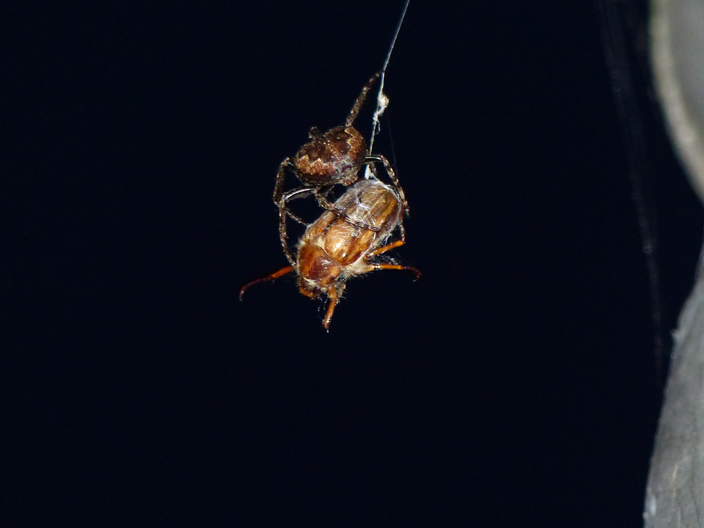 Gefräßige Spinne auf Junikäferfang