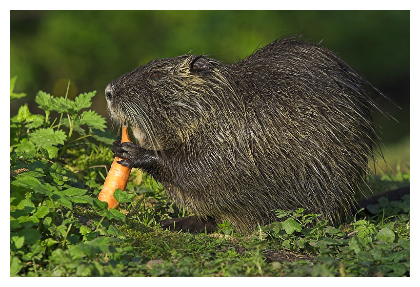 gefräßiger Nutria