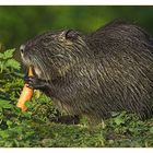 gefräßiger Nutria