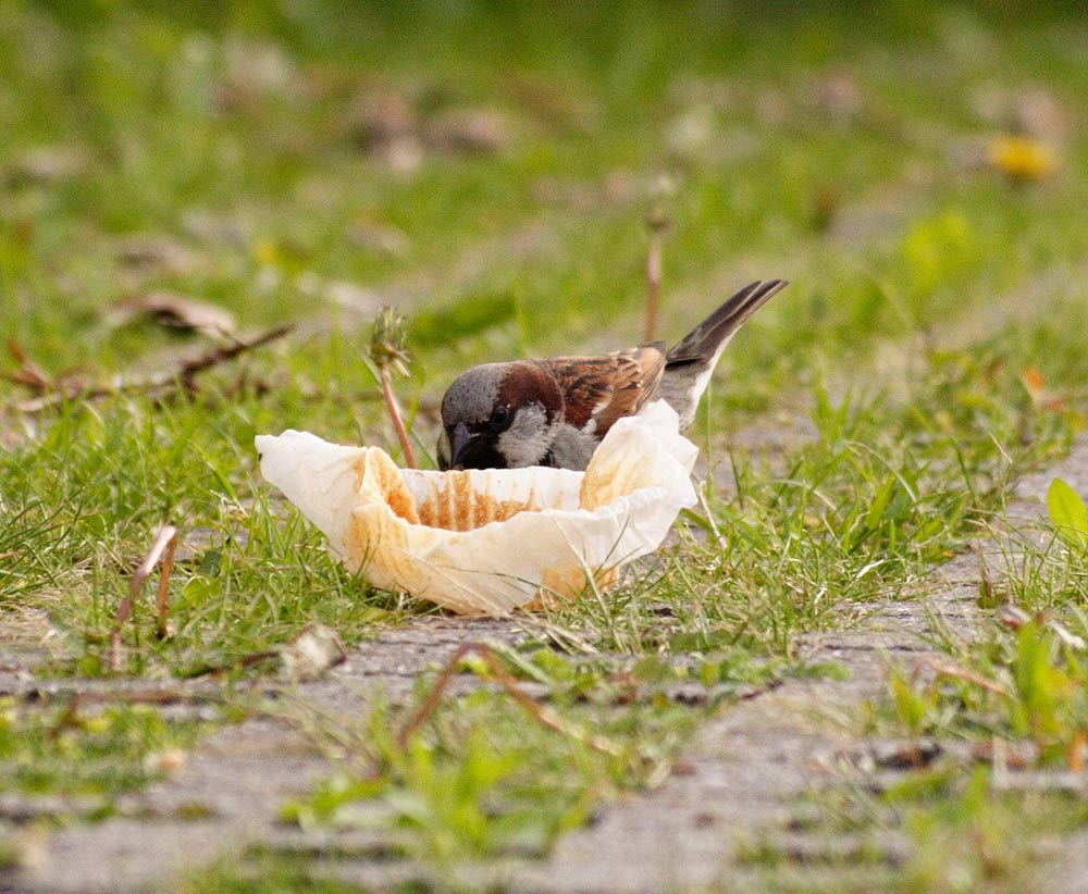 Gefräßiger Spatz