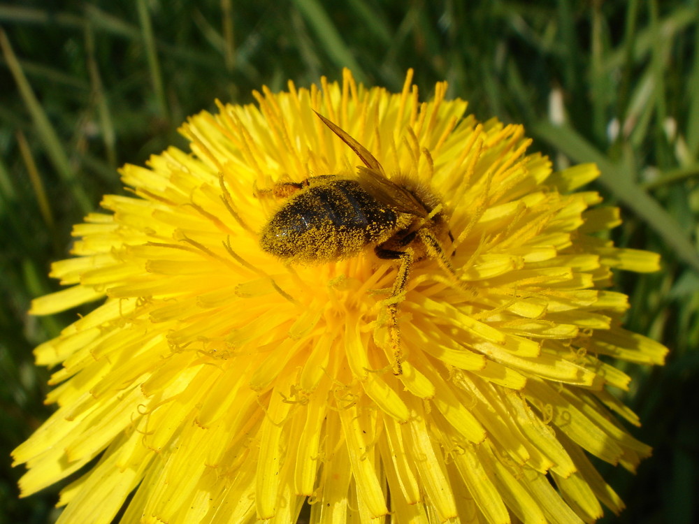 Gefrässiges Bienchen