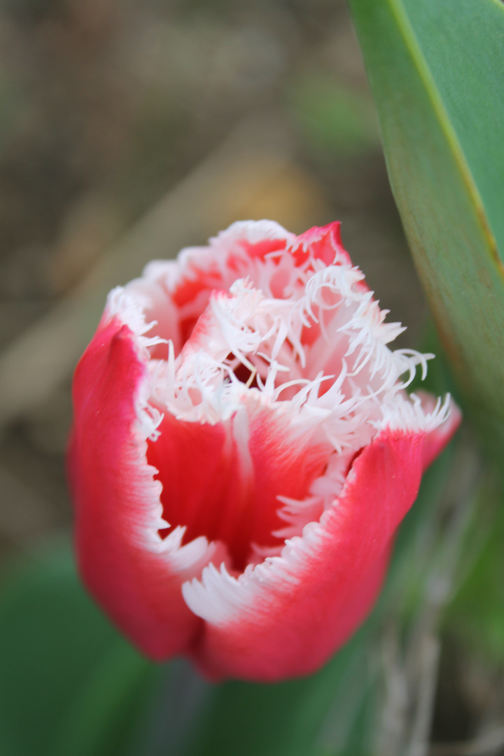 Gefranste Tulpe