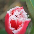 Gefranste Tulpe