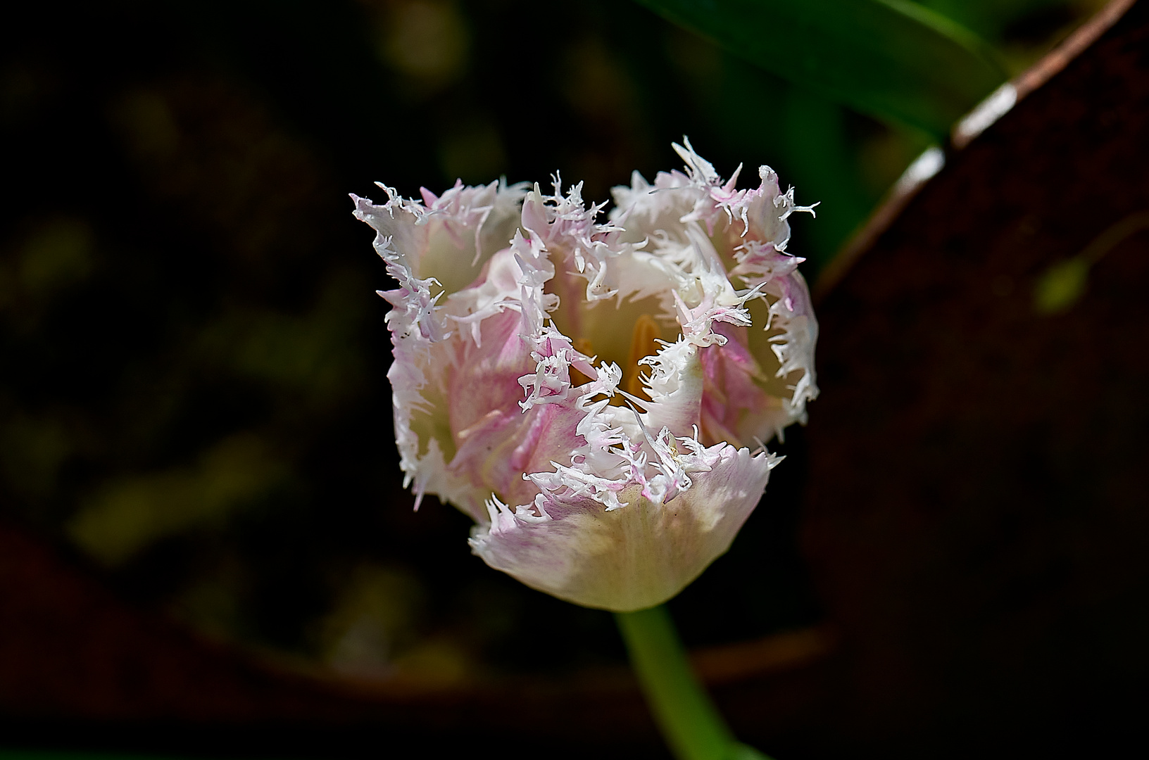 Gefranste Tulpe.