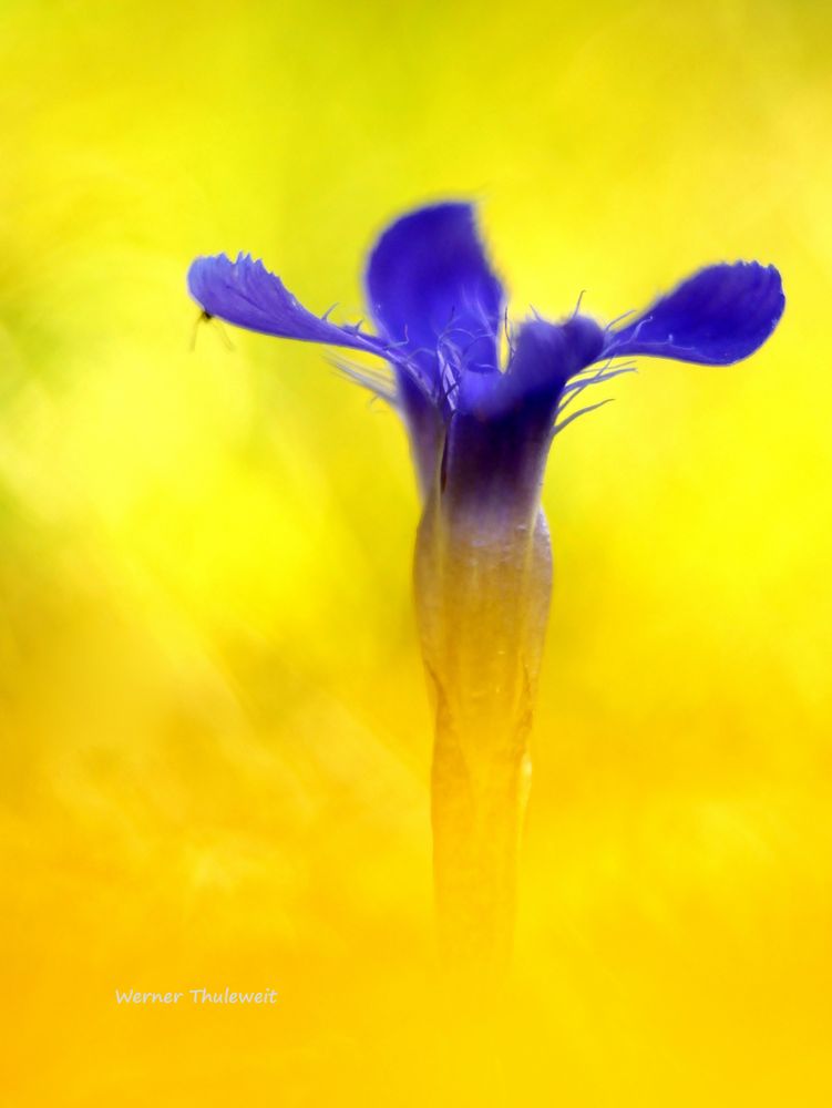 Gefranster Enzian (Gentiana ciliata)