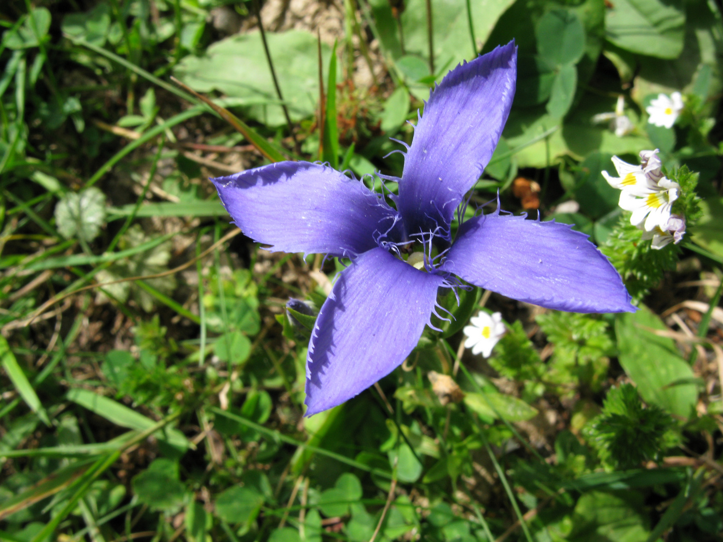 Gefranster Enzian (Gentianélla ciliáta L.