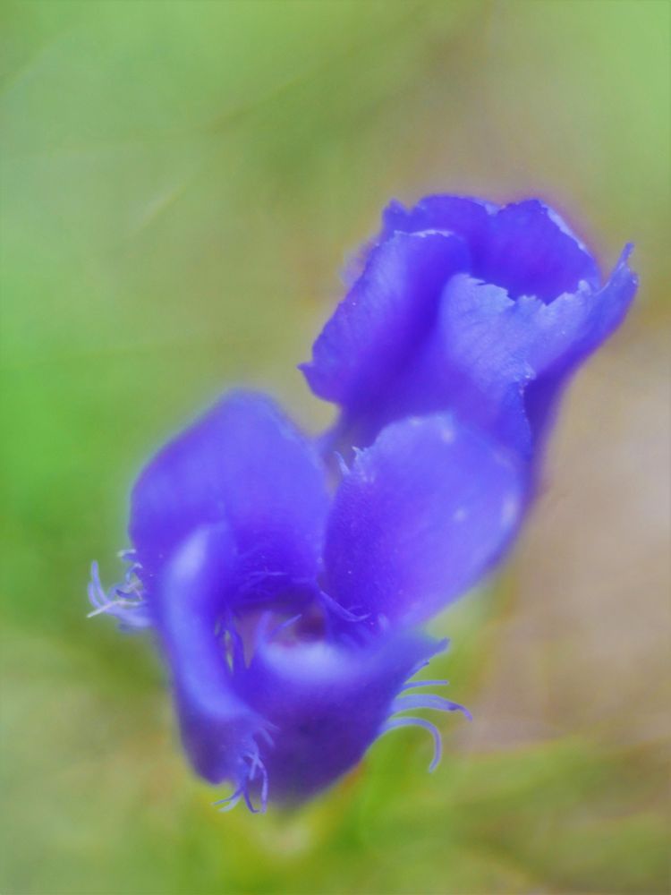 Gefranster Enzian (Gentianopsis ciliata)