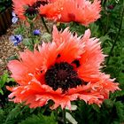 Gefranster Mohn