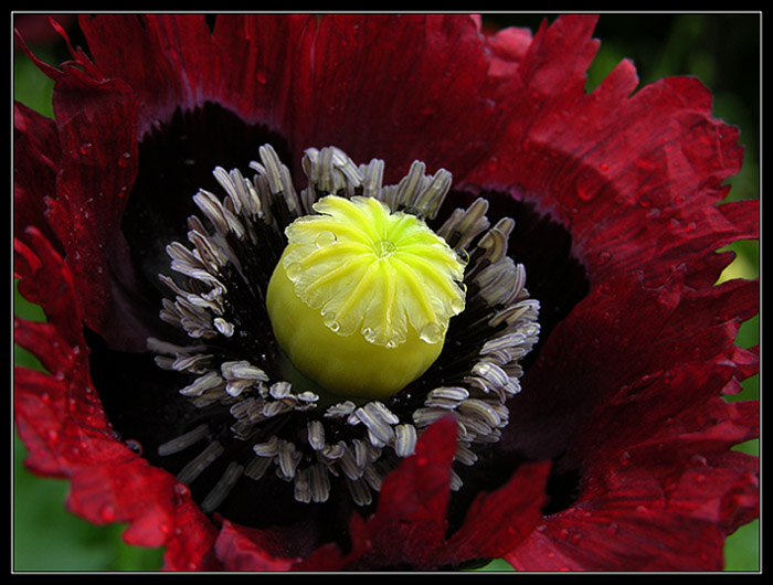 gefranster Mohn