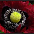 gefranster Mohn