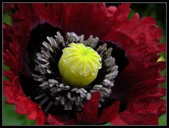 gefranster Mohn