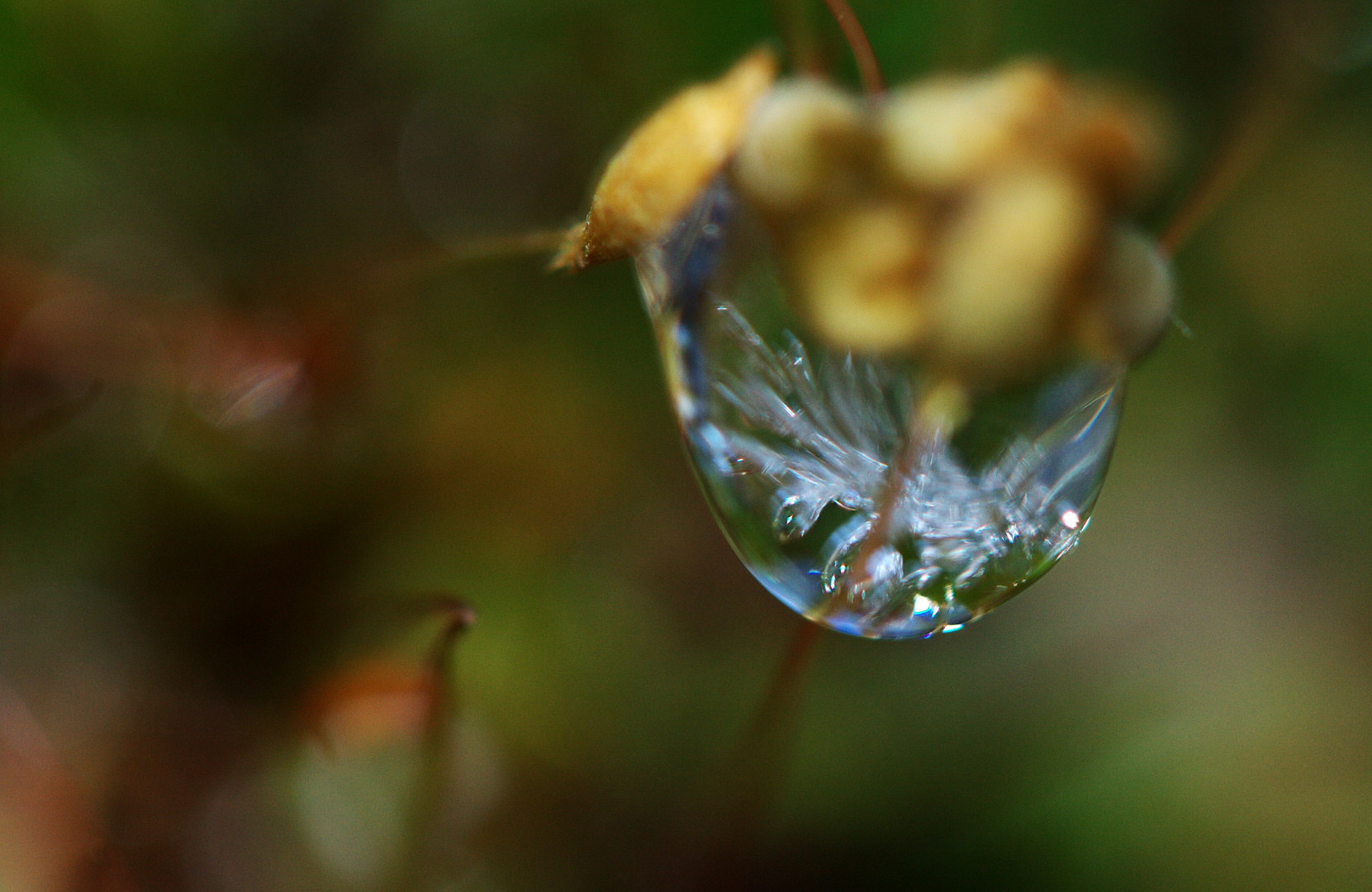 gefrierender Wassertropfen an Moos