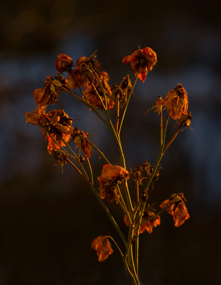 ...... gefriergetrocknete rosen......