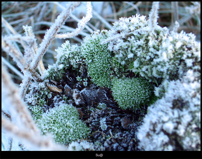 Gefrohren - Frozen( Impressionen eines Januars 4)