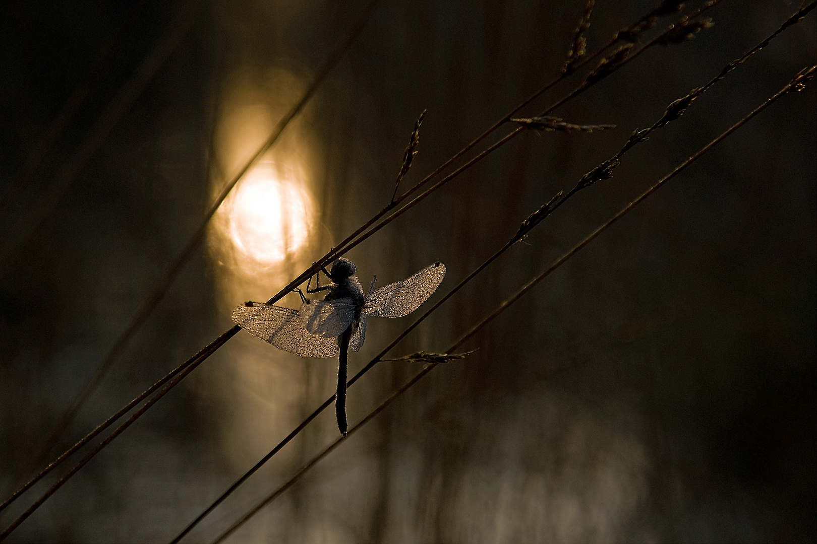 Gefrohrene Libelle am Morgen