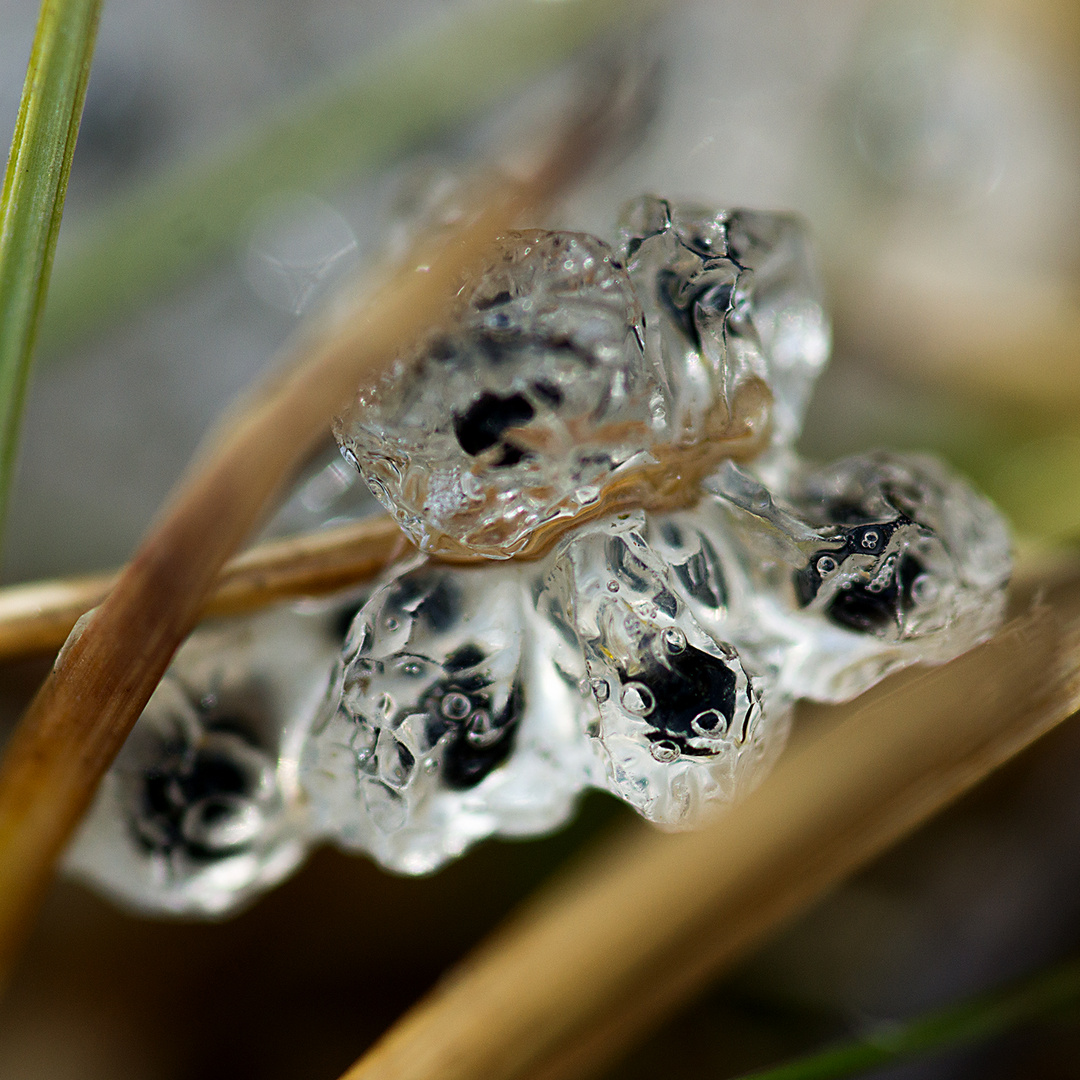 gefroren... Foto & Bild | gefroren, kalt, natur Bilder auf fotocommunity