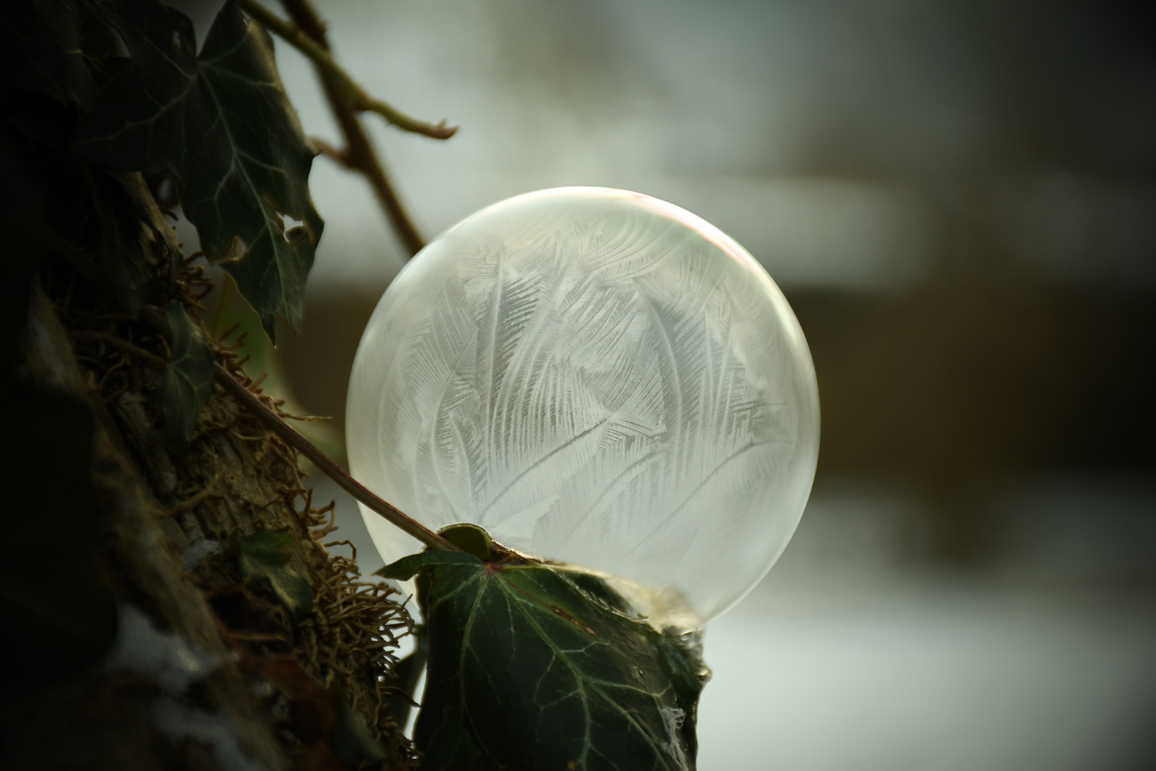 Gefroren Foto & Bild | sonstiges, wasser im detail, eisdetails Bilder