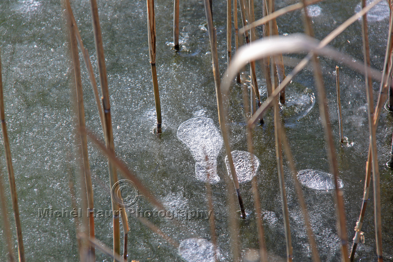 Gefroren am Ufer des Greifensee