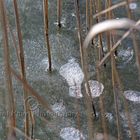 Gefroren am Ufer des Greifensee