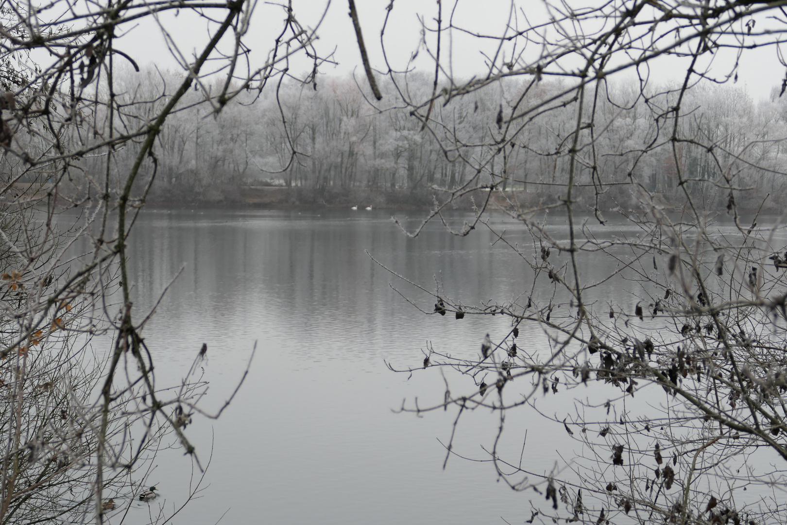 Gefroren hat es am See