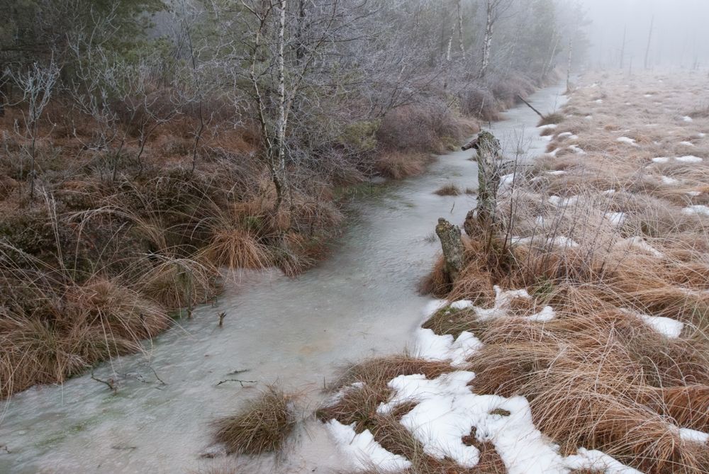 Gefroren im Wurzacher Ried