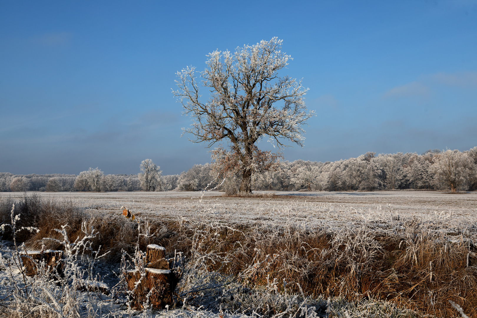 gefroren waren Baum und Strauch