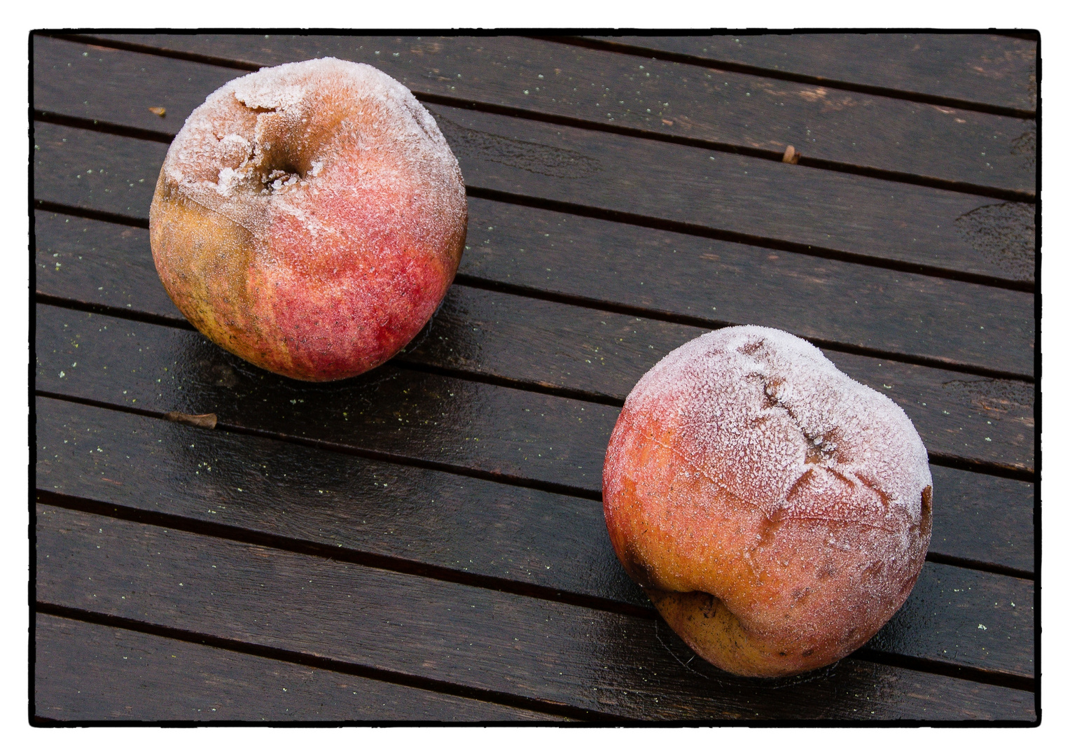 Gefrorene Äpfel in unserem Garten…