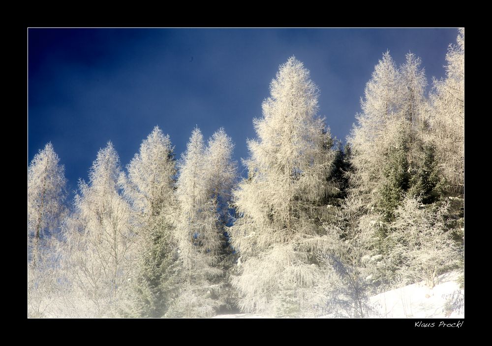 gefrorene Bäume (2)