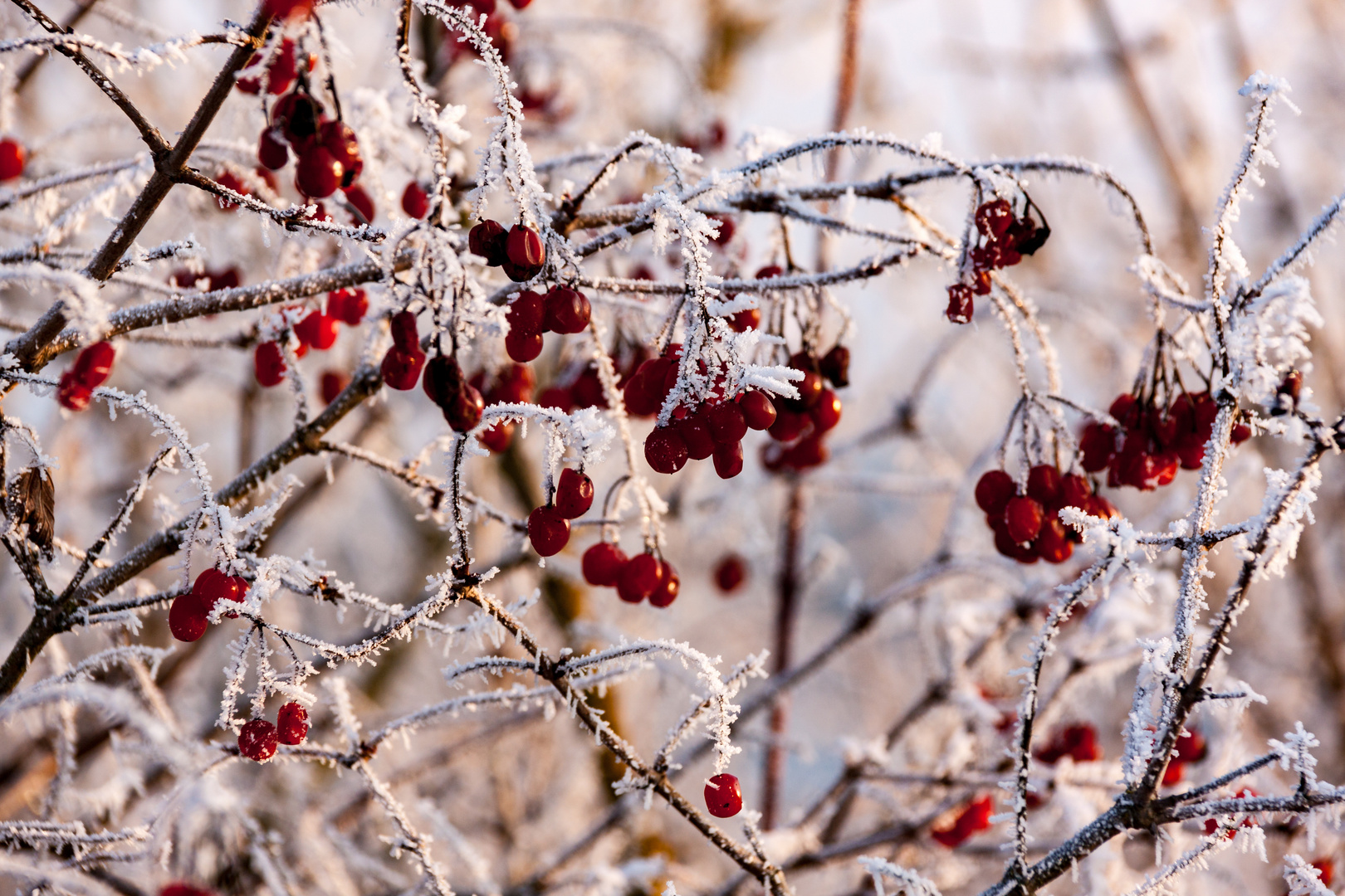 Gefrorene Beeren